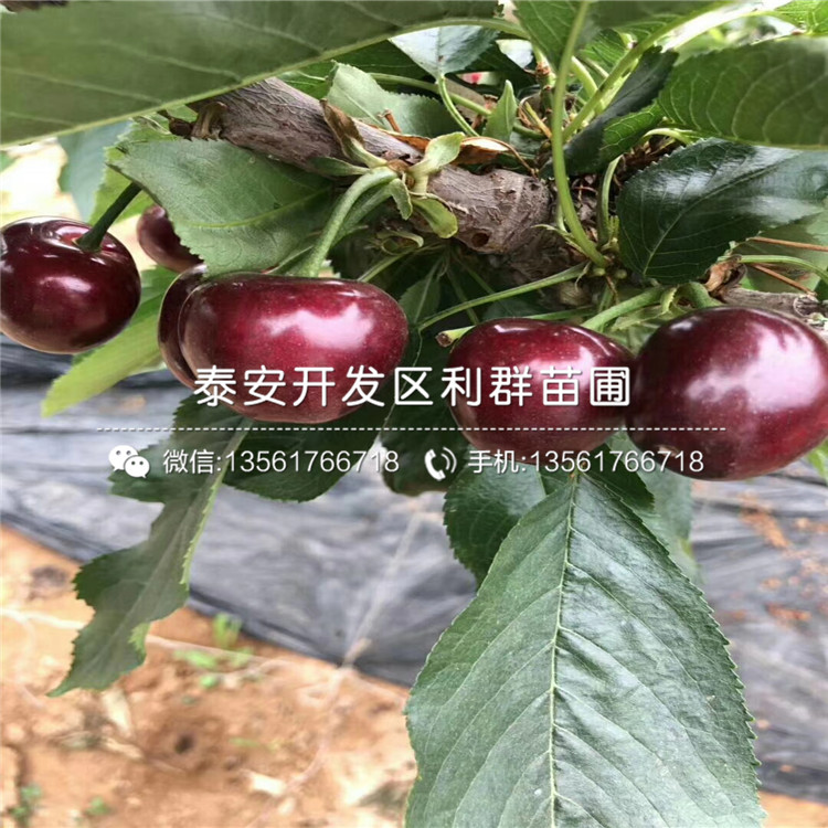 车厘子价格，2022年大樱桃价格如何